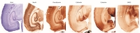 Cross sections of neonatal hippocampuses in mice.